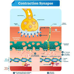 New Arrivals 5 Handle Rf Body Sculpting Machine Muscle Building Neo RF Muscle Building Body Slimming Body Sculpting Machine